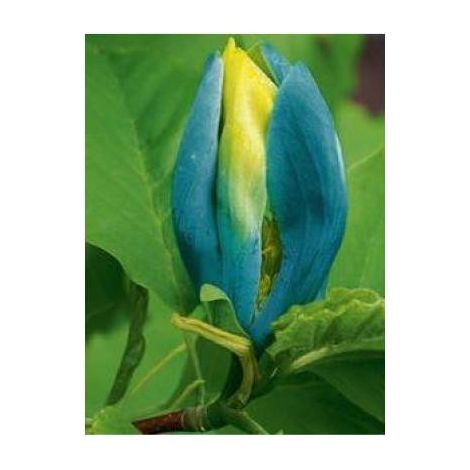 Arbre à cornichons, Magnolia acuminé 'Blue Opal' Pot de 7,5L/10L