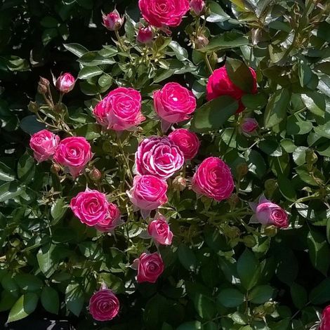 Rosier à grandes fleurs Bernadette Lafont® 'Sauvachi'/Pot de 10 L - 1/2 tige (1/4)