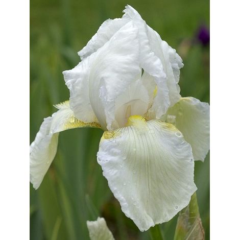 Iris des jardins 'Dame Blanche' Rhizome, Calibre 10/15, qualité extra
