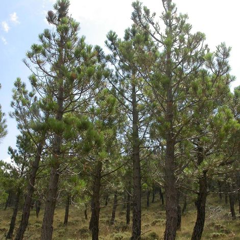 Pinus pinaster - Pin maritime Pot de 2L/3L