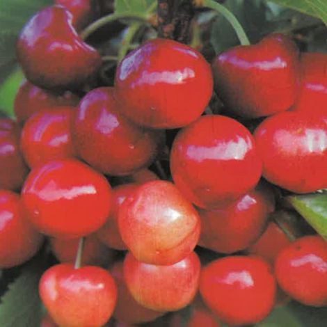 PIANTA DA FRUTTO CILIEGIA SUNBRUST in vaso 24 - età 3/4 anni (foto reali)