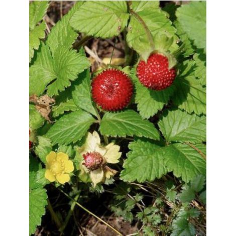 Fraisier des Indes Godet de 8/9 cm
