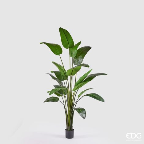 EDG Pianta Strelitzia Con Vaso  H. 260 cm