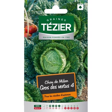Tezier - Chou de Milan Gros des vertus 4 (1/2)