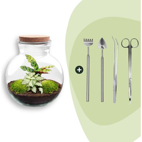 Terrarium Plante DIY avec Lumière Teddy Écosystème Autonome Ø 25 cm Kit Complet - PANGIVO (1/2)