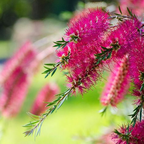 Rince bouteille (Callistemon x laevis)