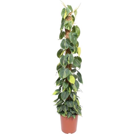 Philodendron Scandens Brasil sur Tuteur Mousse Plante Verte d'Intérieur 150 cm Pot ø 27 cm - PANGIVO (1/4)