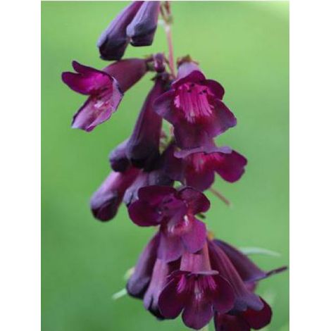Galane 'Raven' Godet de 8/9 cm (1/4)
