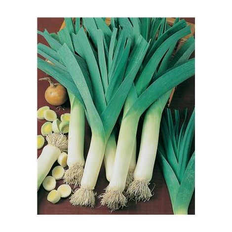 POIREAU BLEU DE SOLAISE