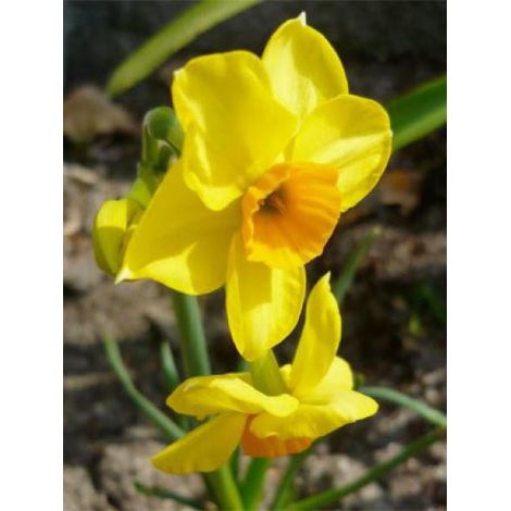 Jonquille 'Martinette' Bulbe calibre 12+ (par 10)