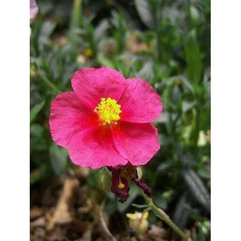 Hélianthème 'Hartswood Ruby' Godet de 8/9 cm