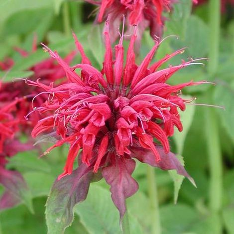 Monarde Cambridge Scarlet | Conditionnement: Lot de 3 godets