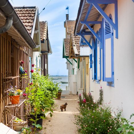 Tableau sur toile chat sur chemin 30x30 cm - Impression sur Toile Murale Décorative - Image imprimée en HD sur Toile - Toile sur Châssis en Bois FSC - Fabriqué en France