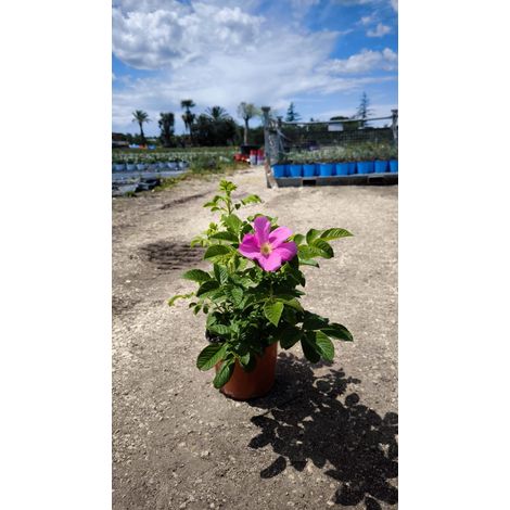 Rosa Rugosa Pot 18 cm Plante Botanique Très Rustique pour Plein Soleil (1/4)