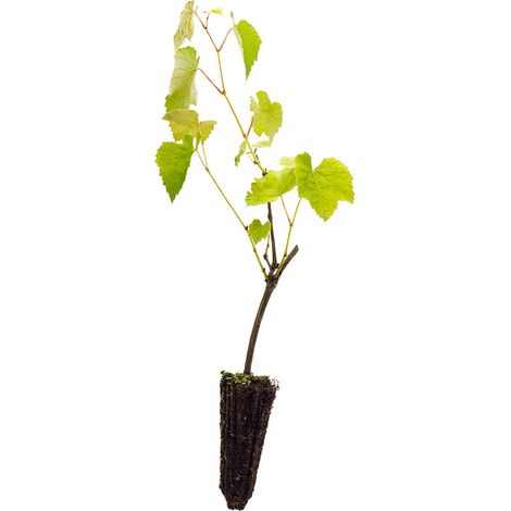 Vitis labrusca cv. "niagara" - Uva Fragola bianca - alveolo forestale (1/2)