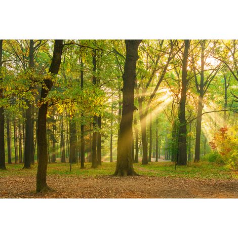Papier peint panoramique salon lumineux | Tapisserie panoramique foret vert et jaune | Papier peint panoramique arbre nature design couloir - 267 x 400 cm (4 pièces) (1/2)