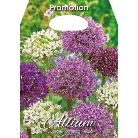 Bulbi di Allium Mix Fioritura Grande 15 Bulbi