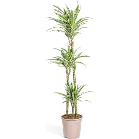 Dracaena Deremensis White Stripe Plante d'Intérieur Décorative Ø24cm Hauteur 130-150cm - PANGIVO (1/5)