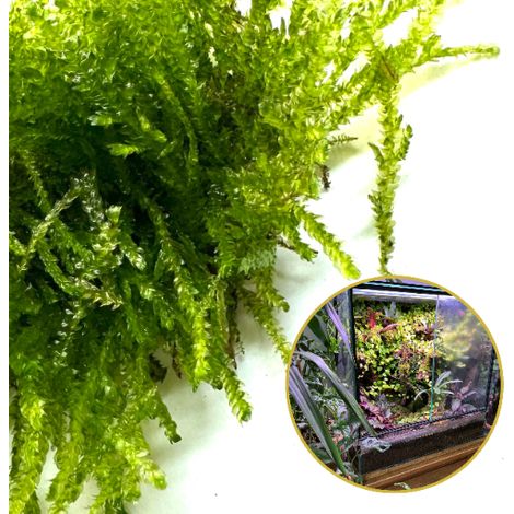 Muschio vivo in vitro Muschio vivo naturale per terrario Vesicularia Muschio piangente (1/5)