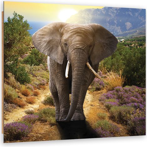 Quadro deco panel, Elefante al tramonto - 40x40 (1/5)