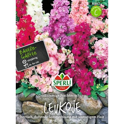 Sperli Levkojen Großblumige Prachtmischung - Blumensamen (1/4)