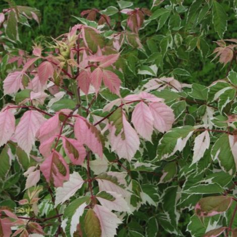 Érable à feuilles de frêne 'Flamingo' (Acer negundo 'Flamingo')