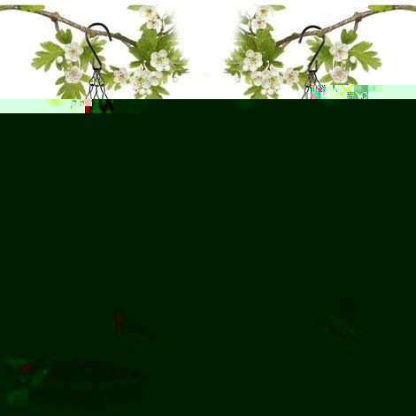 Mangeoire à Oiseaux à Suspendre à 2 Étages, Plateau en Maille Métallique de Qualité Supérieure et Bol d'Eau, Parfait pour Attirer Les Oiseaux, Connecté en Deux Couches (1/5)