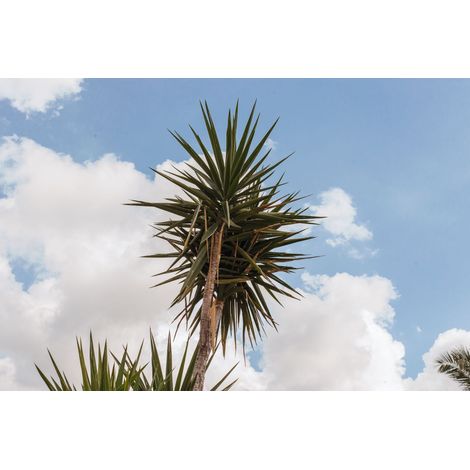 YUCCA FLACCIDA GOLDEN SWORD VASO 24 (1/3)