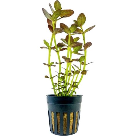 Aquarium Pflanze Bacopa salzmannii purple Topf Nr.343B