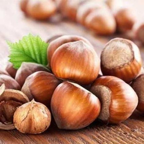 1 PIANTA DI NOCCIOLO TONDO ROMANA NOCCIOLA MATURAZIONE FINE AGOSTO SETTEMBRE