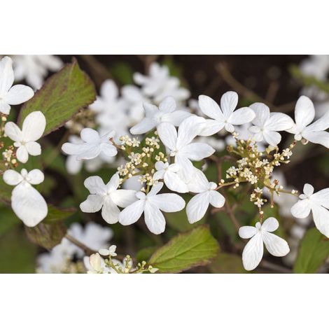 Gefüllter Schneeball 'Watanabe' Viburnum plicatum 'Watanabe' C 60- 80 (1/5)