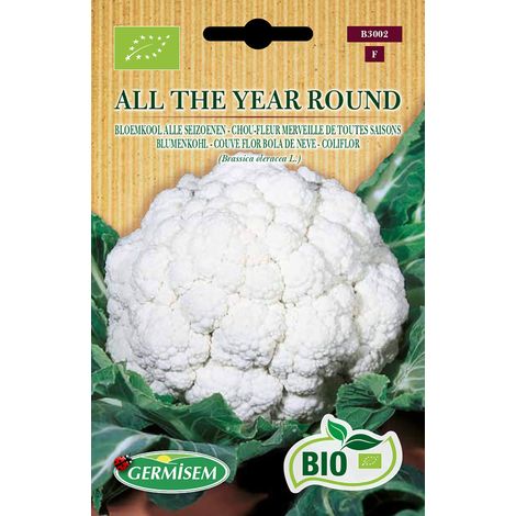 Graines Chou-fleur Merveille de toutes saisons ALL THE YEAR ROUND