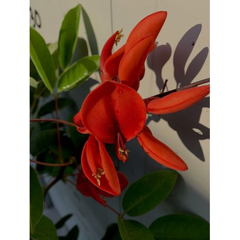 Erythrina - Erythrina crista galli coral tree