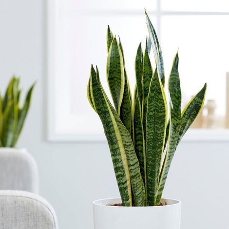 SANSEVIERIA LAURENTII IN VASO 21CM
