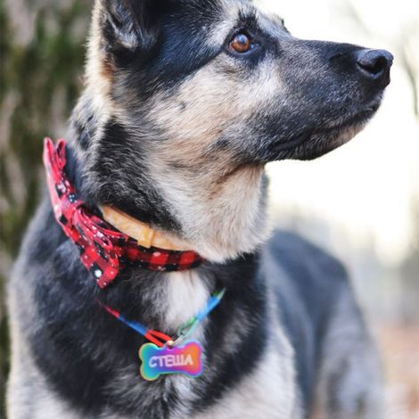 Filiyano-Nœud papillon pour chat, ajustable, convient aux chiens et chats de petite et moyenne taille. Motif flocon de neige rouge. (1/3)