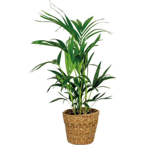 Bloomique - Howea Forsteriana - Palmier Kentia - Plante d’intérieur - Dépolluante - Sans danger pour les animaux - Hauteur 80-100 cm - Panier en rotin 19 cm