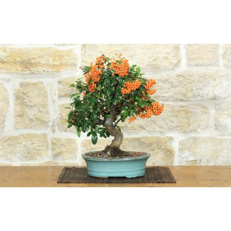 Bonsai di Pyracantha Coccinea (172) (1/5)