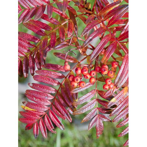 Sorbier à feuilles de fougère Pot de 7,5L/10L