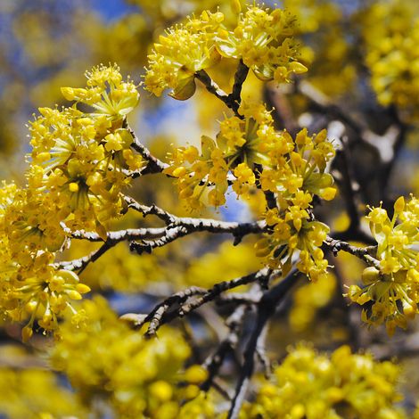 Cornouiller stolonifère flaviramea - Cornus stolonifera flaviramea 60/80 cm Pot 3L
