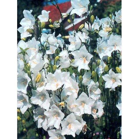 Campanule à feuilles de pêcher 'Alba' Godet de 8/9 cm (1/4)