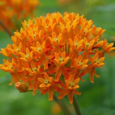 4 x Asclépiade tubéreuse - Asclepias tuberosa  - godet 9x9 cm (1/5)