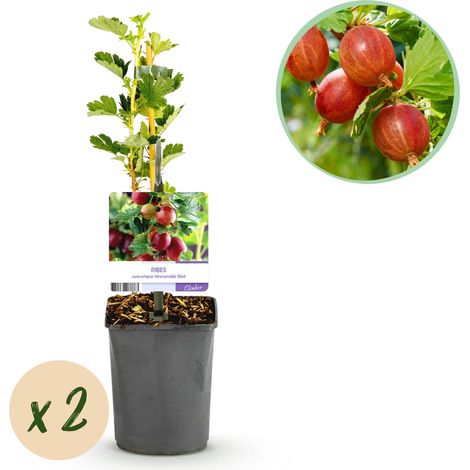 Groseillier à Maquereau Ribes uva-crispa Hinnomäki Röd - Lot de 2 Plantes - Baies Rouges - H40 cm - PANGIVO (1/5)