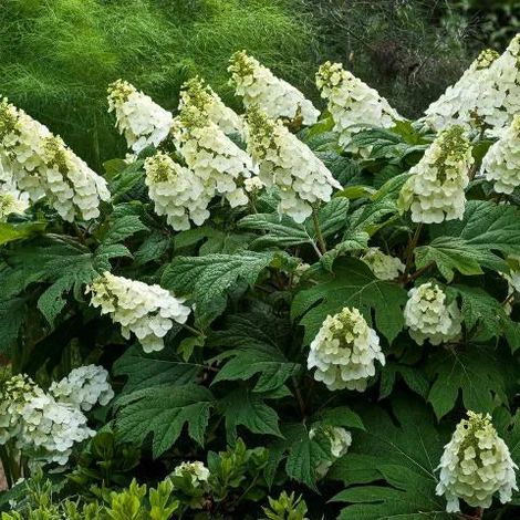 Gardenaria Ortensia - Hydrangea Quercifolia 'Jetstream' - Pianta acidofila ornamentale da esterno - Altezza: 40/50 cm (vaso19) (1/2)