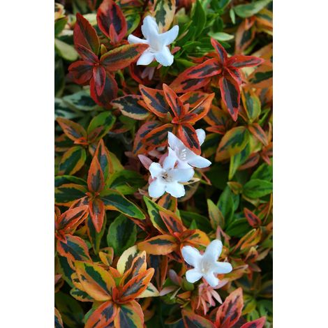 ABELIA GRANDIFLORA KALEIDOSCOPE VASO 11CM (1/2)