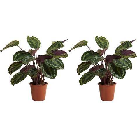 Bloomique - Lot de 2 - Calathea Medallion - Plante paon - Plantes d'intérieur - Purificateur d'air - Animaux acceptés - Hauteur 70-90 cm - Pot 19 cm