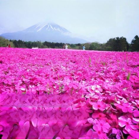 2000 semillas de cereza rosa, semillas de flores con fertilizante, alta tasa de germinación, fácil de plantar, perenne, para jardines y balcones (1/5)