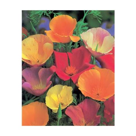 ESCHSCHOLTZIA MELANGE EXTRA - 1 G