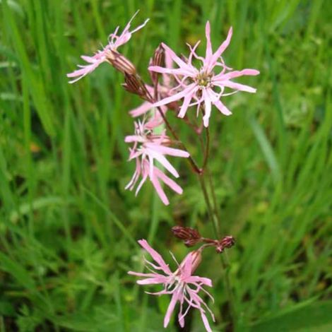 Lychnis flos