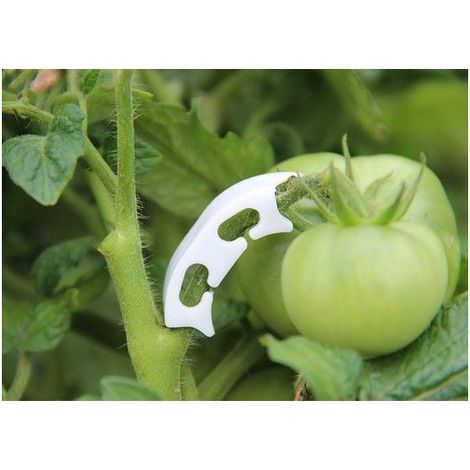Pinces à tomates coudées - Ternel - Lot de 100 pinces - Plastique durable - Facile à utiliser (1/5)