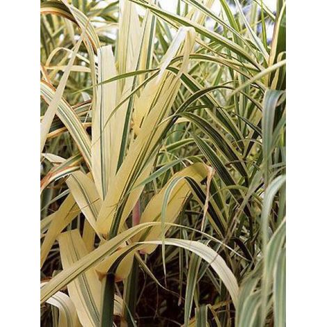Canne de Provence 'Variegata' Pot de 1L/1,5L